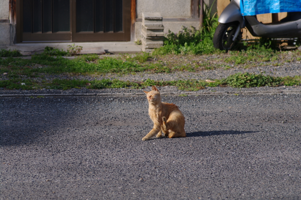 かゆい猫