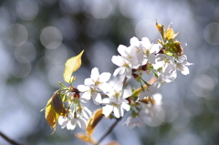 意気揚々【山桜】