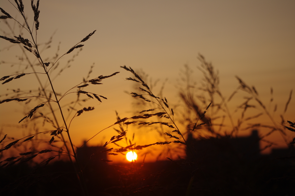 草むらから見た夕陽