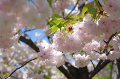 淡い八重桜