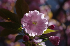 ピンクダイヤモンド【八重桜】