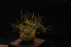 食虫植物の展示２