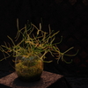 食虫植物の展示２