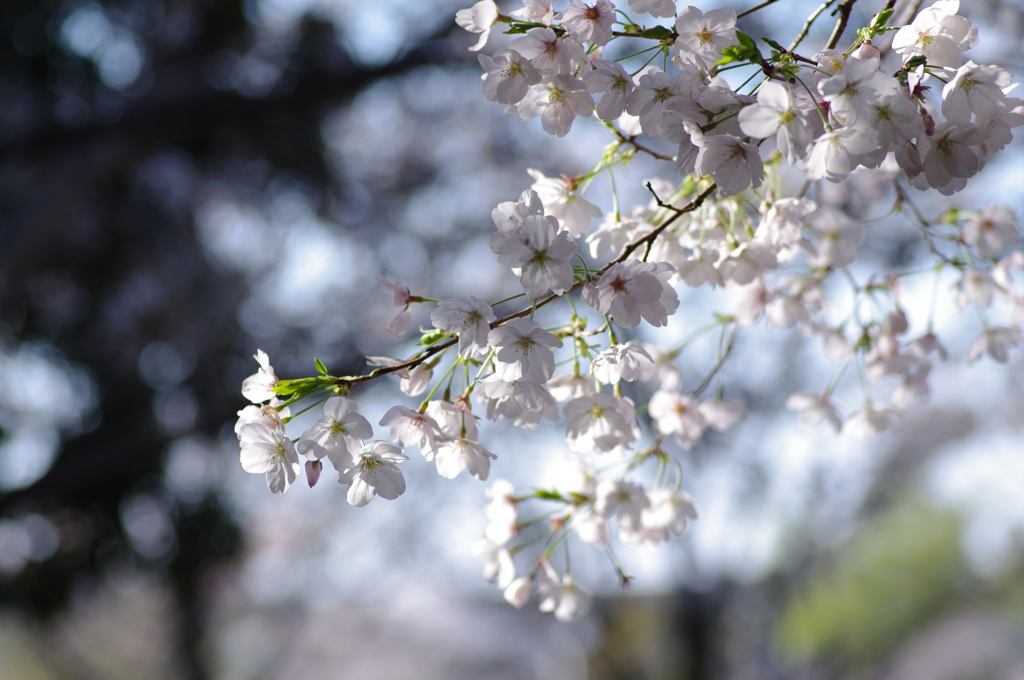 風にそよぐ桜