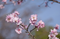 アーモンドの花２