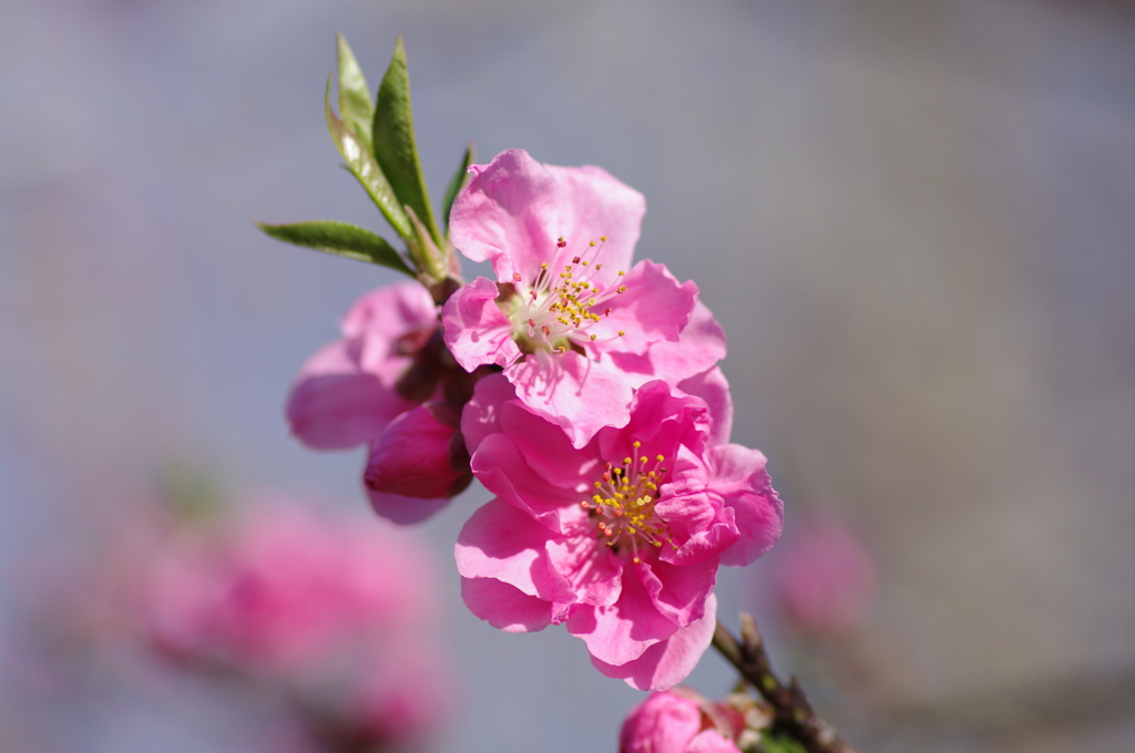 濃いピンクの桃の花