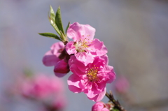 濃いピンクの桃の花