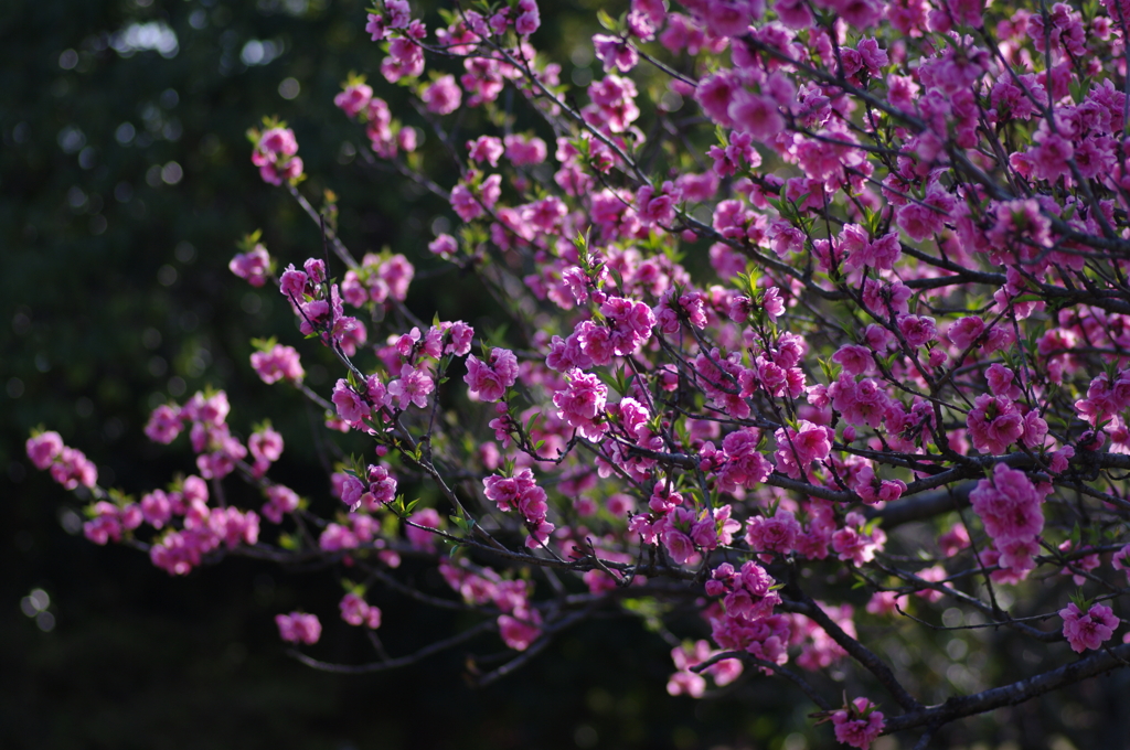 満開の花桃