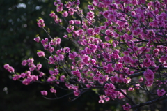 満開の花桃