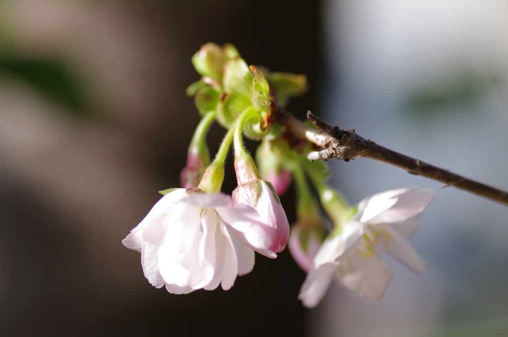 始まり【桜】