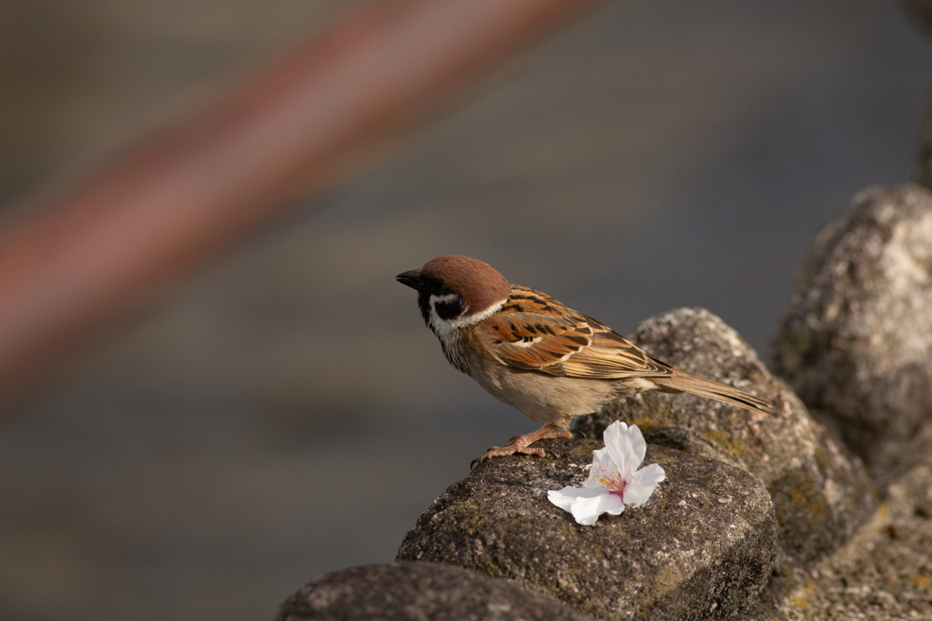 春を惜しむ