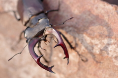 王者の遺伝子【ヨーロッパミヤマクワガタ】