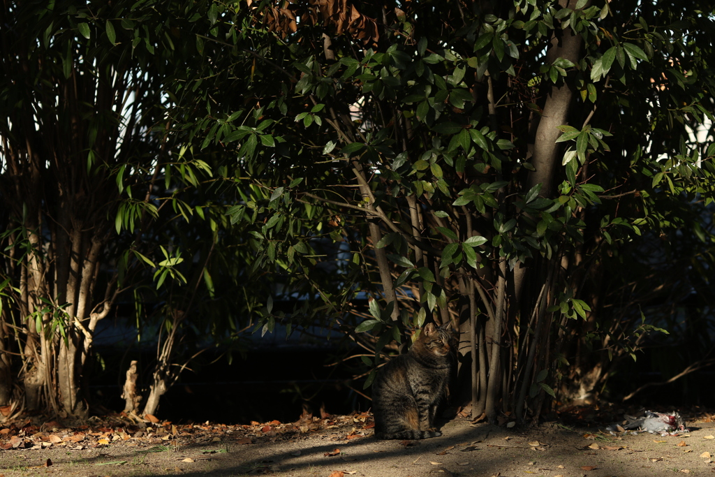 野生(鳩を狩った猫)