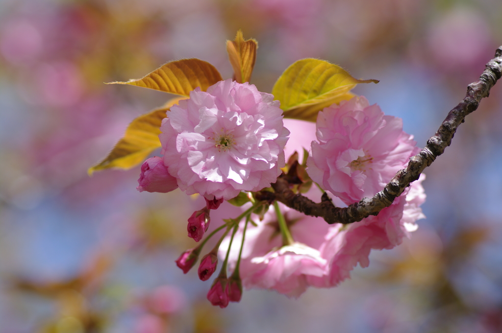 八重桜