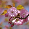 八重桜