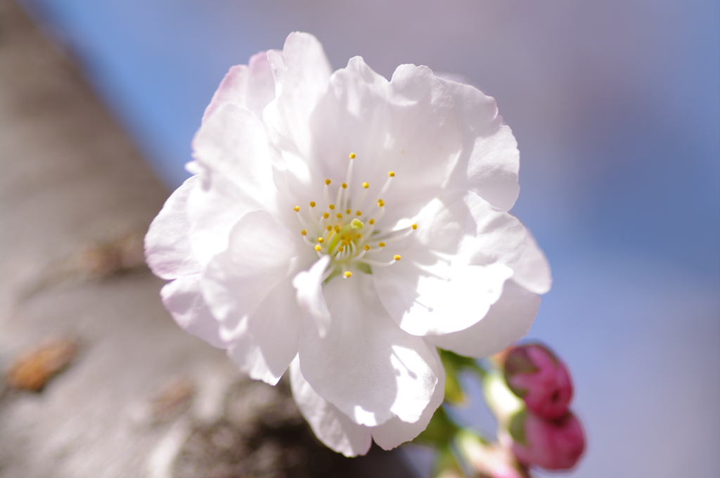 桜の花を拡大