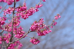 咲き掛けの桜に寄る