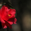 植物譜－Feb. 2021