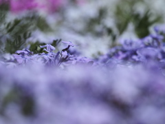 植物譜－Apr. 2021