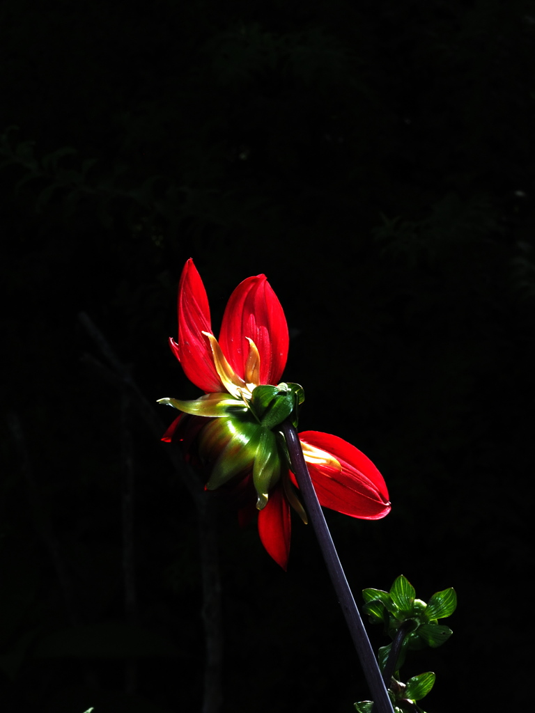 植物譜－Jun. 2021