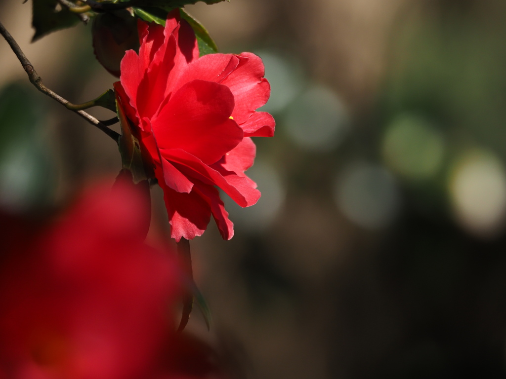 植物譜-Feb. 2021