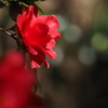 植物譜-Feb. 2021