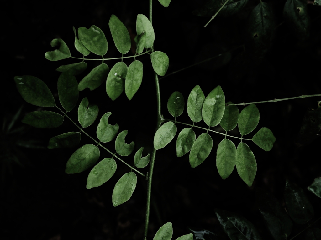 植物譜－Sep. 2021