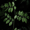 植物譜－Sep. 2021