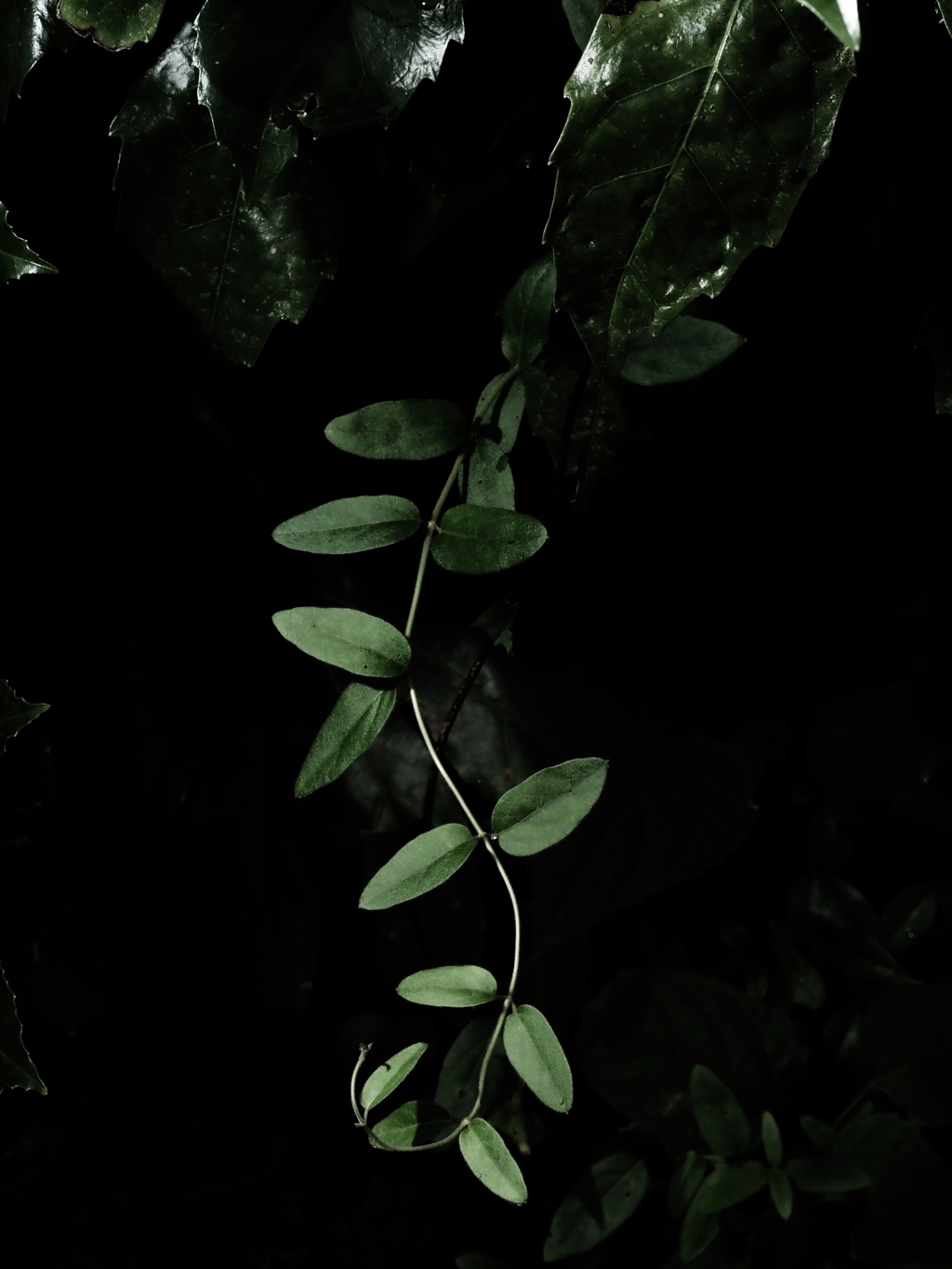 植物譜－Sept. 2021