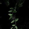 植物譜－Sept. 2021