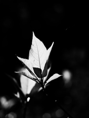 植物譜－Apr. 2020
