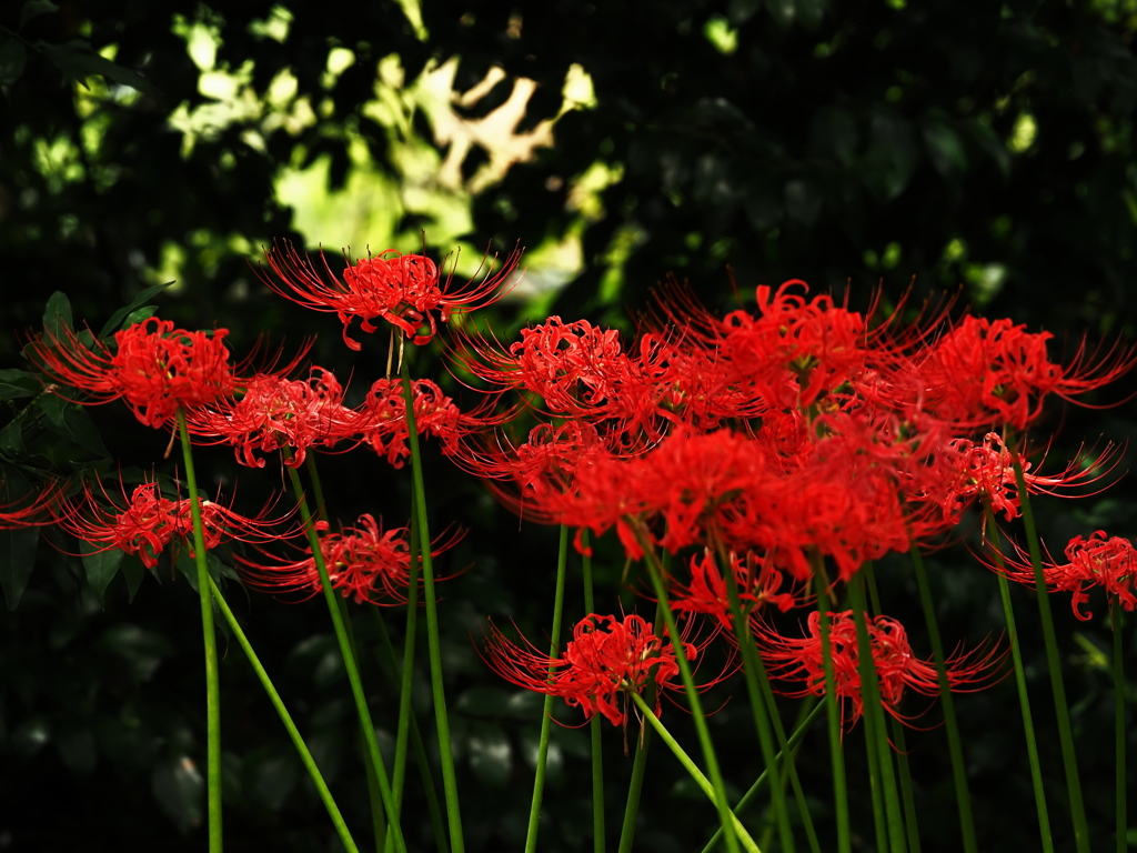 植物譜－Sept. 2021