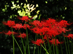 植物譜－Sept. 2021