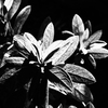 植物譜－Oct. 2021