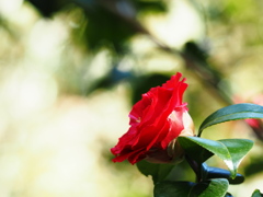 植物譜-Feb. 2021