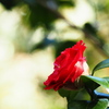 植物譜-Feb. 2021