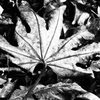 植物譜－Oct. 2021