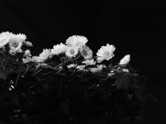 「植物譜」- Nov. 2020