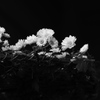 「植物譜」- Nov. 2020