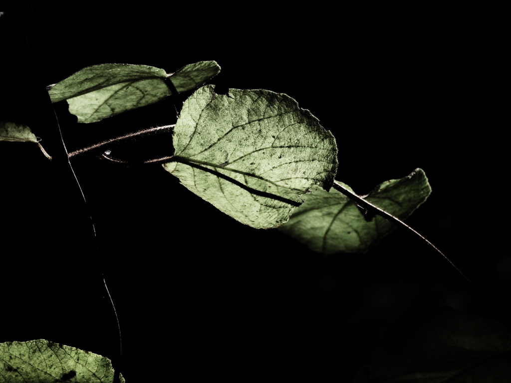 植物譜－Nov. 2020