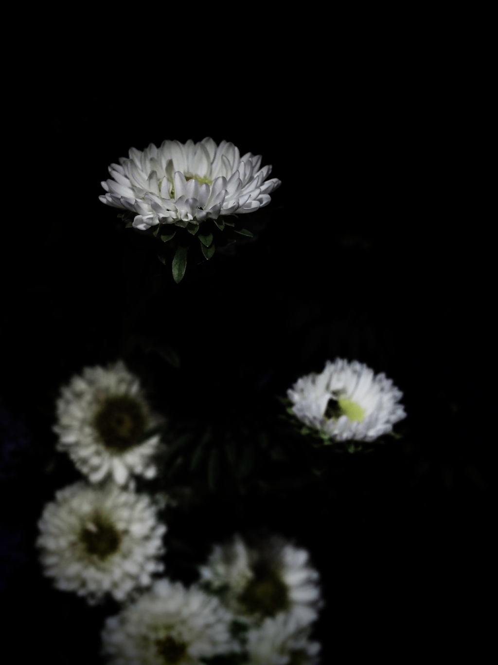 植物譜・供花－Aug. 2021