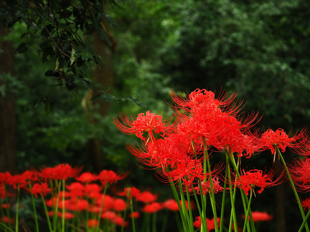 植物譜－Sept. 2021