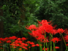 植物譜－Sept. 2021