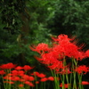 植物譜－Sept. 2021