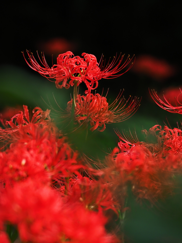 植物譜－Sept. 2021
