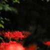 植物譜－Sept. 2021