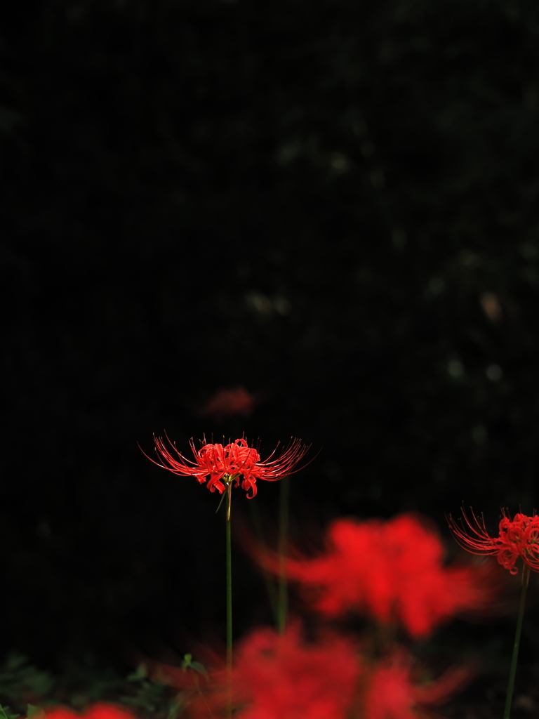 植物譜－Sept. 2021
