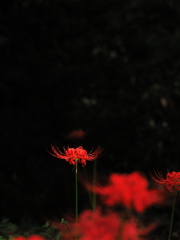 植物譜－Sept. 2021