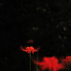 植物譜－Sept. 2021