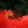 植物譜－Sept. 2021